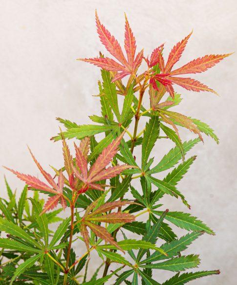 Japanse esdoorn (Acer Palmatum 'Jerre Schwartz')