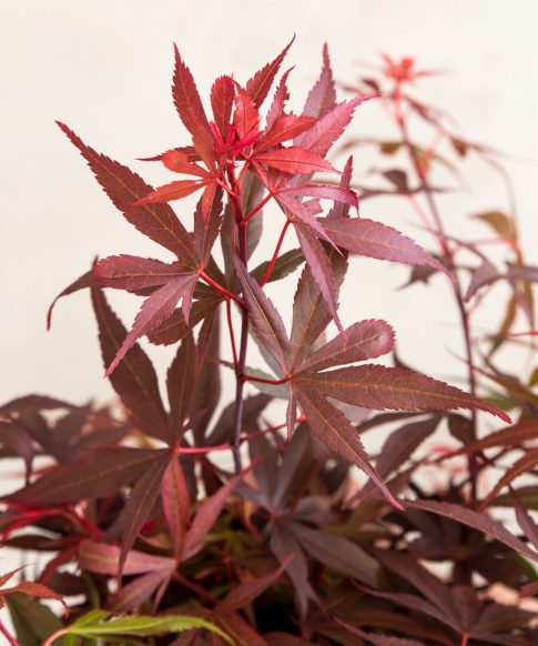 Blad van de Japanse esdoorn (Acer Palmatum 'Shaina'.