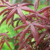 Donkerrode bladeren van de Japanse esdoorn (Acer palmatum 'Starfish').