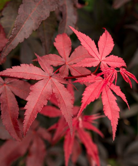 Japanse esdoorn (Acer palmatum 'Twombly's Red Sentinel')