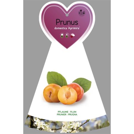 Pruimenboom (Prunus domestica 'Aprimira')