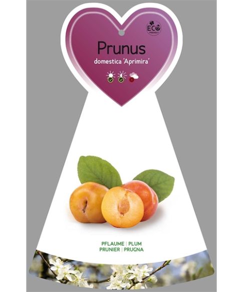 Pruimenboom (Prunus domestica 'Aprimira')