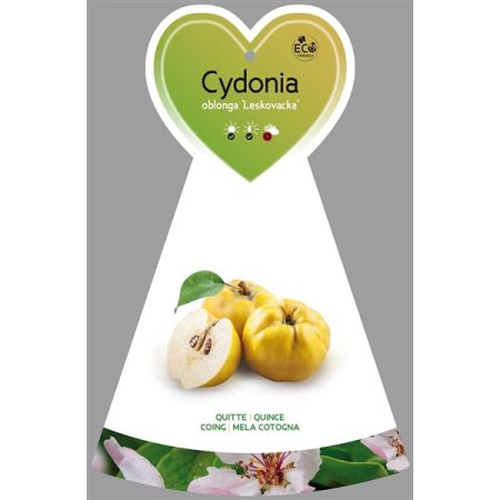 Kweepeer (Cydonia oblonga 'Leskovacka')