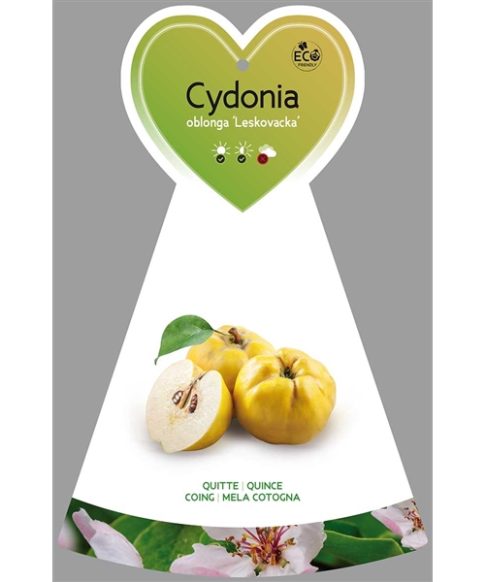 Kweepeer (Cydonia oblonga 'Leskovacka')