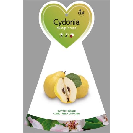 Kweepeer (Cydonia oblonga 'Vranja')
