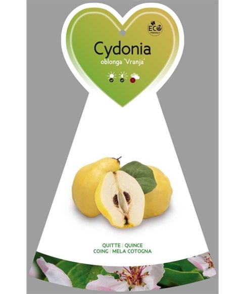 Kweepeer (Cydonia oblonga 'Vranja')