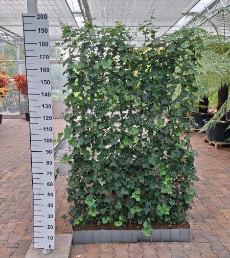 Hedera Hibernica groen- klimop rek 120 x180 cm