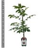 Juglans Regia - walnoot struik