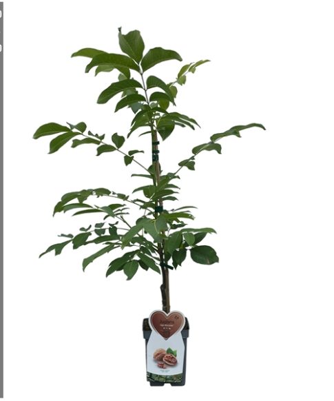 Juglans Regia - walnoot struik