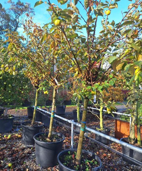 Kakiboom halfstam (Diospyros kaki 'Ragno')