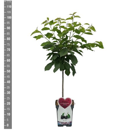 Kersenboom (Prunus avium 'Schneiders Spate Knorpelkirsche') - Afbeelding 2