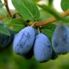 Lonicera caerulea 'Blue Pacific' - Honingbes