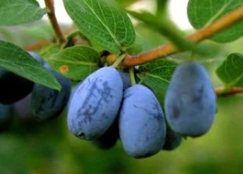Lonicera caerulea 'Blue Pacific' - Honingbes