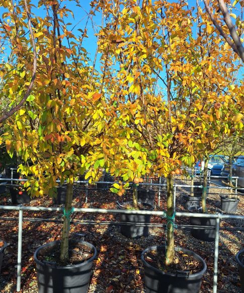 Mispel halfstam (Mespilus 'germanica')