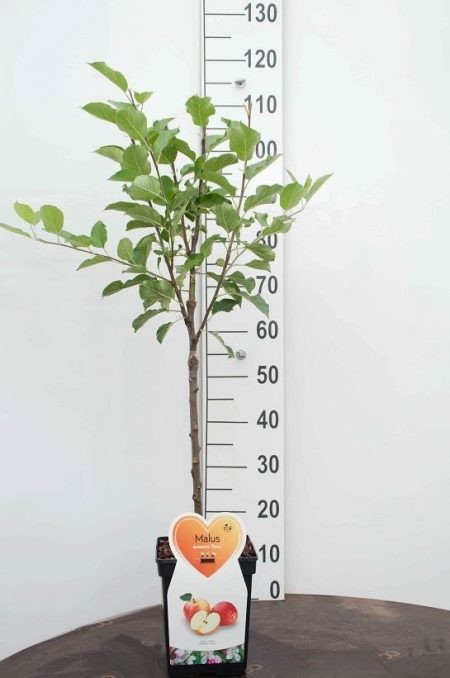 Appelboom (Malus Golden Pearmain') - Afbeelding 2
