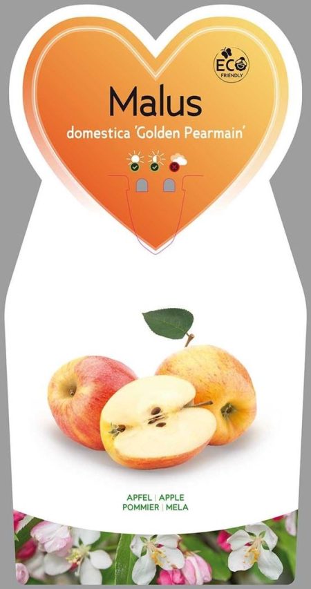 Appelboom (Malus Golden Pearmain')
