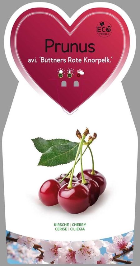 Kersenboom (Prunus avium 'Büttners Rote')