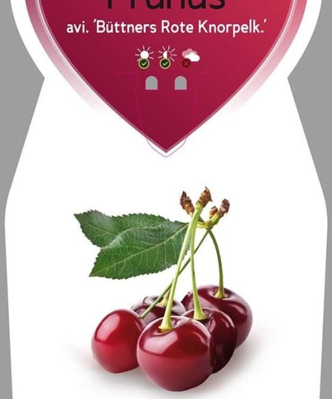 Kersenboom (Prunus avium 'Büttners Rote')
