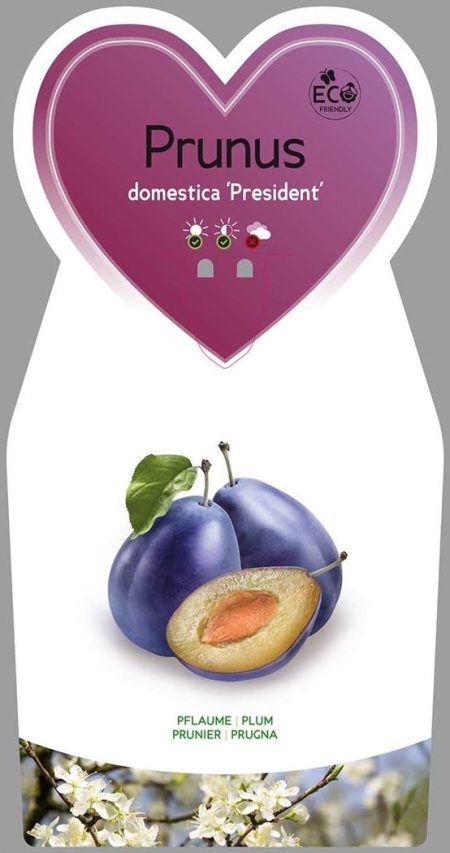 Pruimenboom (Prunus domestica ‘President’)