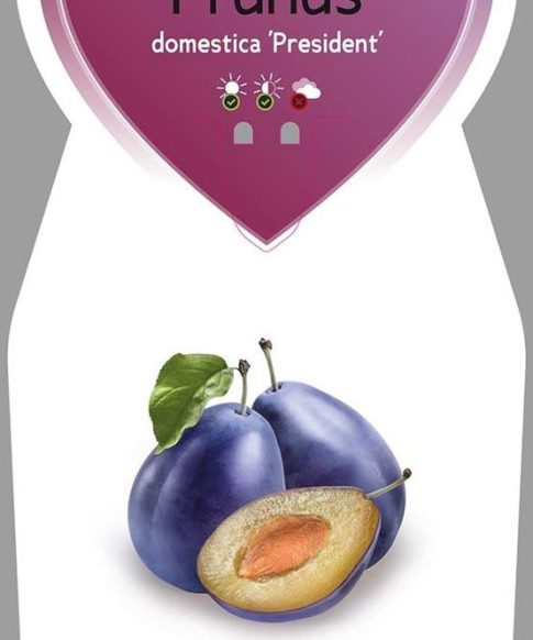Pruimenboom (Prunus domestica ‘President’)