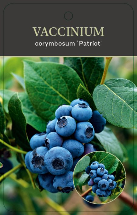 Vaccinium corybosum ‘Patriot’
