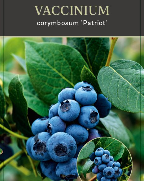 Vaccinium corybosum ‘Patriot’