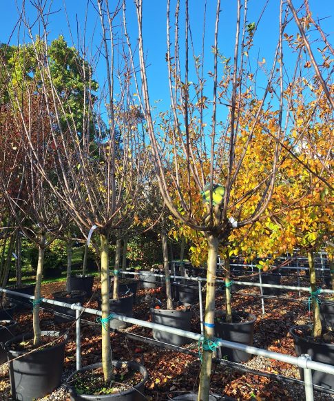 Pruim (Prunus domestica 'Reine Claude d'oullins') Halfstam, stamomtrek 16-18 cm