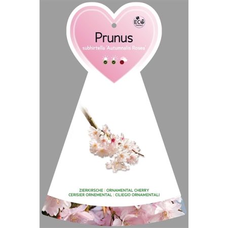 Roze winterkers (Prunus subhirtella 'Autumnalis Rosea')
