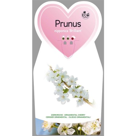 Sierkers (Prunus nipponica 'Brillant')