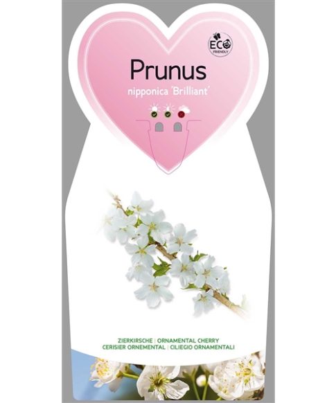 Sierkers (Prunus nipponica 'Brillant')