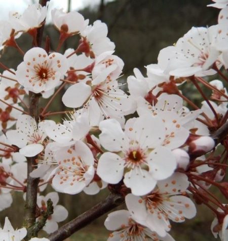 Sierpruim (Prunus cerasifera 'Hollywood' )