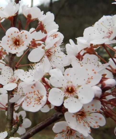 Sierpruim (Prunus cerasifera 'Hollywood' )