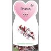 Prunus cistena - Sierpruim