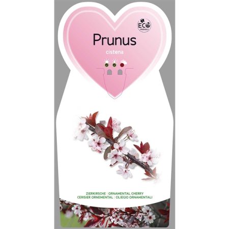 Prunus cistena - Sierpruim