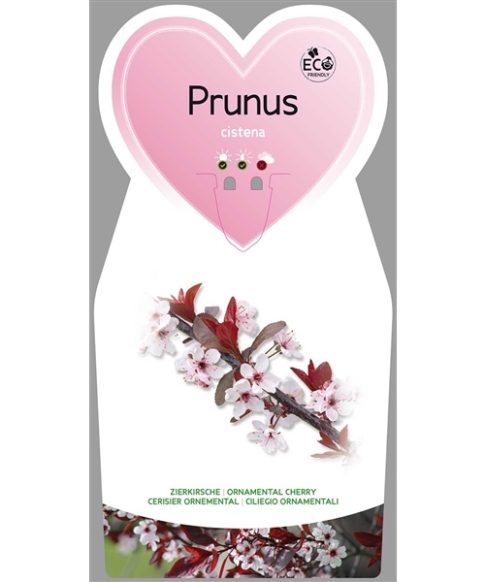 Prunus cistena - Sierpruim