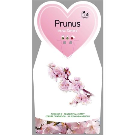 Sierpruim (Prunus incisa 'Cunera')