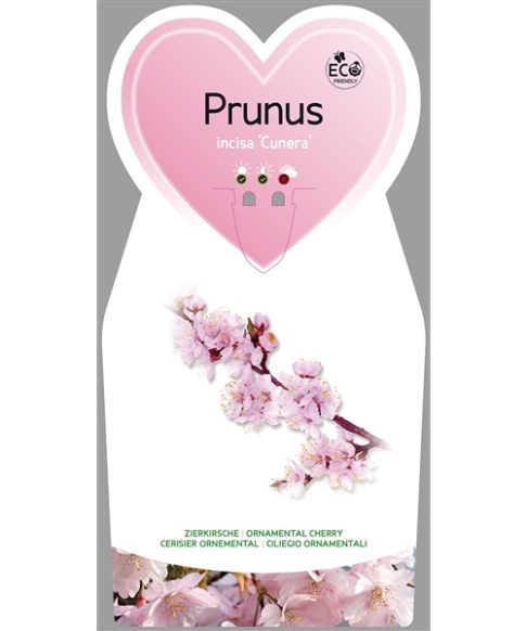 Sierpruim (Prunus incisa 'Cunera')