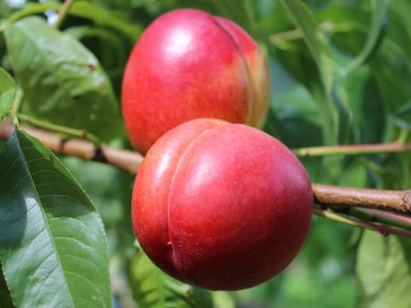 Zuil Nectarine (Prunus persica nucipersica 'Fantasia')