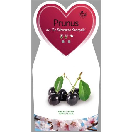 Kersenboom (Prunus avium 'Grosse Schwarze Knorpelkirsche')