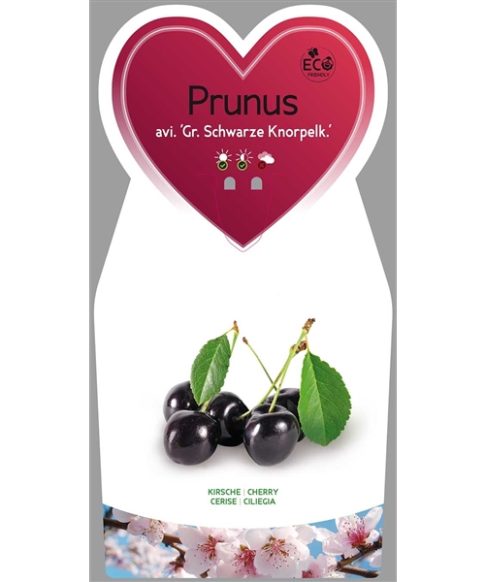 Kersenboom (Prunus avium 'Grosse Schwarze Knorpelkirsche')