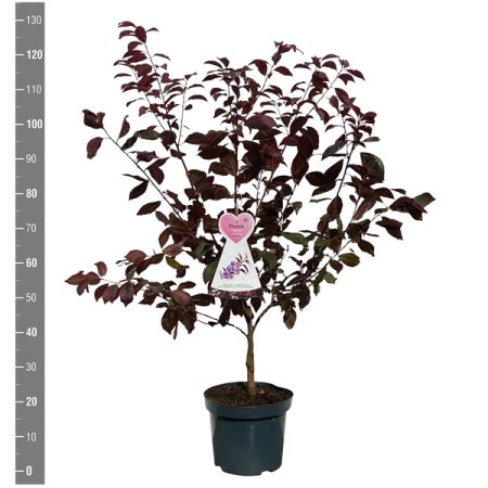 Sierpruim (Prunus cerasifera 'Hollywood' ) - Afbeelding 2