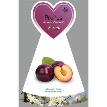 Pruimenboom (Prunus domestica ‘Jubileum’)