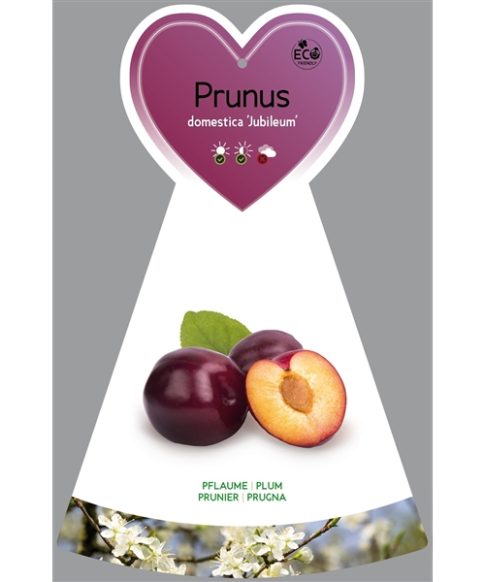 Pruimenboom (Prunus domestica ‘Jubileum’)