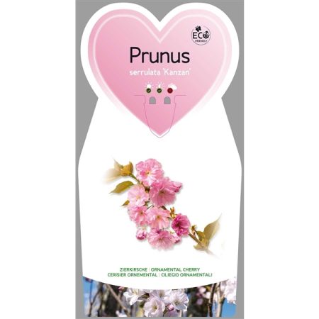 Prunus Ser. 'Kanzan'
