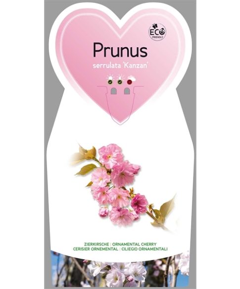 Prunus Ser. 'Kanzan'