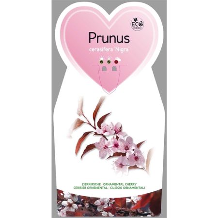 Rode kerspruim op stam (Prunus cerasifera 'Nigra') - Afbeelding 2