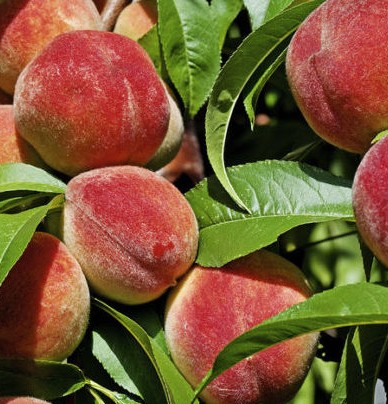Zuil Perzik (Prunus persica 'Grazia')