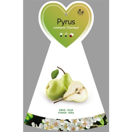 Pyrus ‘Charneux’ (Legipont) - perenboom