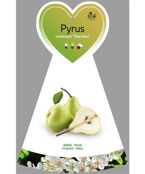Pyrus ‘Charneux’ (Legipont) - perenboom