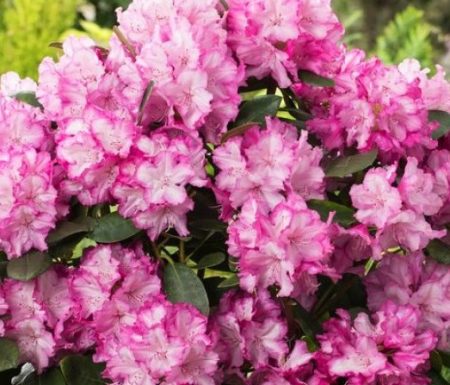 Rhododendron 'Blurettia' op stam - roze - Afbeelding 2